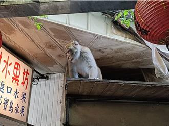 湖光市場3獼猴囂張搶水果「有攻擊性」 動保處再設誘捕籠
