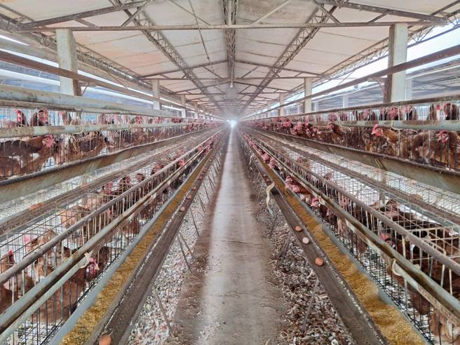 農業部推出雞舍改建補助，但台中市乏人問津。（台中市農業局提供/陳淑娥台中傳真）