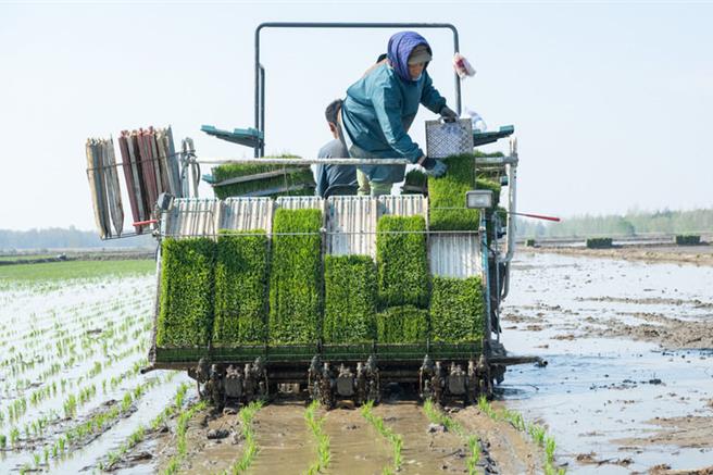 端牢中国饭碗：从北大荒盐碱沼泽地到鱼米大仓。图为黑龙江北大荒集团前哨农场农民驾驶插秧机作业。（新华社）