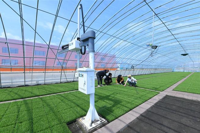 端牢中国饭碗：从北大荒盐碱沼泽地到鱼米大仓。图为黑龙江北大荒农业公司水稻智慧育秧中心的水稻育秧温室智慧控温控水管理系统。（新华社）