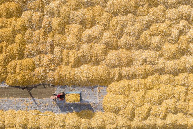 端牢中国饭碗：从北大荒盐碱沼泽地到鱼米大仓。图为黑龙江省肇东市五里明镇东升村，农民把收穫玉米运到当地农业合作社指定地点晾晒。（新华社）