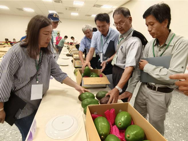 評審小組今天在嘉義農業試驗分所評鑑酪梨。（廖素慧攝）