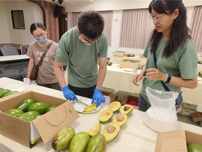 嘉義農業試驗分所今日辦雲嘉南區酪梨評鑑競賽，審視果肉。（廖素慧攝）