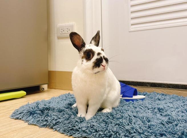 台灣高濕、高溫，鼠兔類的伴侶動物不適宜飼養在戶外。（新北市動保處提供）