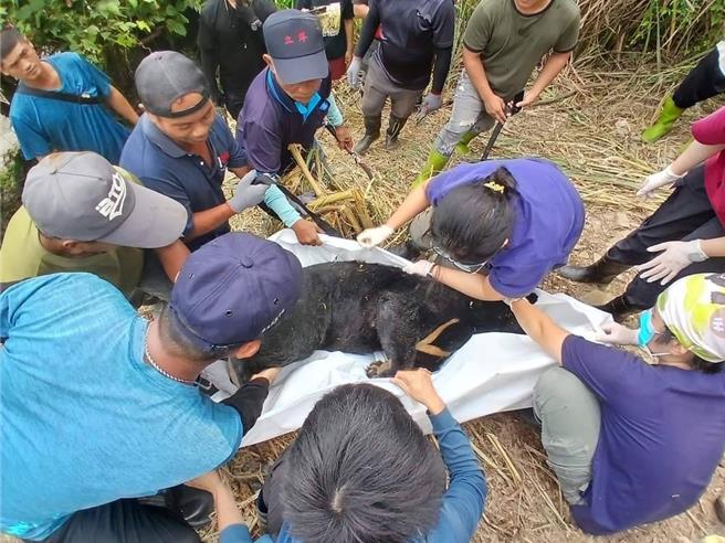 工作人員將台灣黑熊遺體進行整理並準備運送下山。（林業及自然保育署台東分署提供／蕭嘉蕙台東傳真）