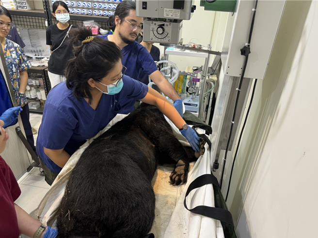 黑熊遺體於野灣獸醫院由獸醫師進行形質測量。（林業及自然保育署台東分署提供／蕭嘉蕙台東傳真）