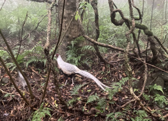 陽明山「仙氣怪鳥」抓到了 步道現蹤 疑白鷴雜交環頸雉