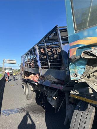 國1北上楊梅段擦撞路肩 貨車上3隻豬脫逃遭逮捕
