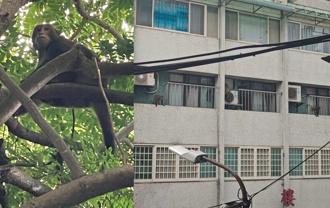 天母也見3獼猴！藍委驚呼與猴共生？動保處給答案
