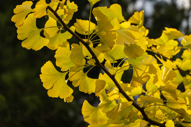 银杏象徵着「长寿」。（示意图：shutterstock／达志）