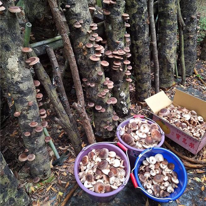 學員認真學習，走菌時序及濕度掌握得宜，所生產的段木香菇圓潤飽滿具有彈性品質優。（林業署提供／李京昇台中傳真）