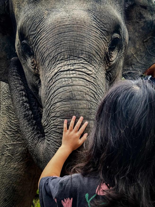 Paddy在清迈拍摄的大象与女孩照片获得iPhone摄影奖佳作。（Paddy Chao提供）