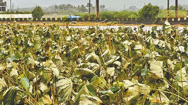 台南市白河区莲子产业今年受气候、天气影响，尤其在7月底凯米颱风期间，茎叶被强风吹断，导致后期几乎无法收成。（台南市政府农业局提供／张毓翎台南传真）