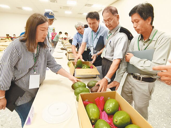 嘉義農業試驗分所20日辦雲嘉南區酪梨評鑑競賽，評審小組逐一審視酪梨。（廖素慧攝）
