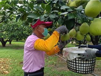 台南文旦大賽入選61人名單曝光 助民眾選購優質農產 