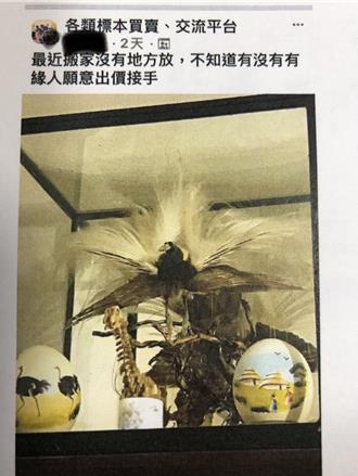 桃園母女私賣「天堂鳥」標本 保七警網巡查獲遭起訴
