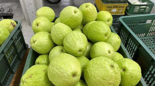 受到凯米颱风影响，菜价近日飙涨，水果价格也明显上升，其中以香蕉、芭乐、芒果等受损严重。（报系资料照）