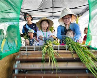 新北湿地艺术季10／26登场 环境教育体验学童齐聚割稻