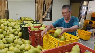 退休地檢署技士種柚10年 首度參與評鑑即入圍