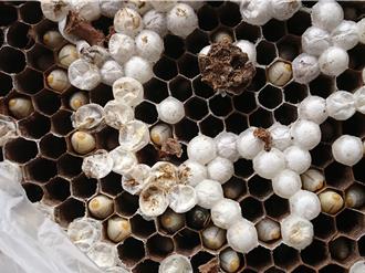 浸水營古道封閉至31日 捕蜂專家未尋獲虎頭蜂窩