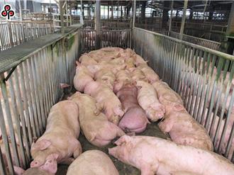 豬瘟拔針滿一年！ 農業部今送豬瘟非疫國