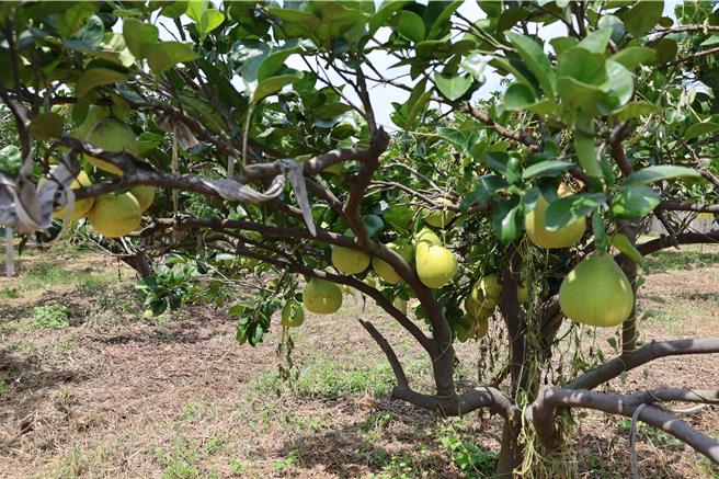 苗栗縣西湖鄉文旦柚進入產季，許多文旦柚園開始忙採收。（謝明俊攝）