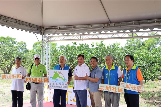 苗栗縣西湖鄉文旦柚進入產季，今年由縣府安排與西湖鄉5個社區共同推銷文旦柚。（謝明俊攝）