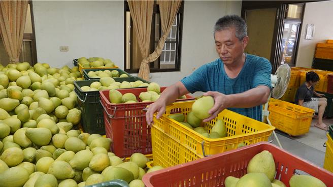 王脩文種文旦十年首度參賽，即闖進入圍名單。（寶智華攝）