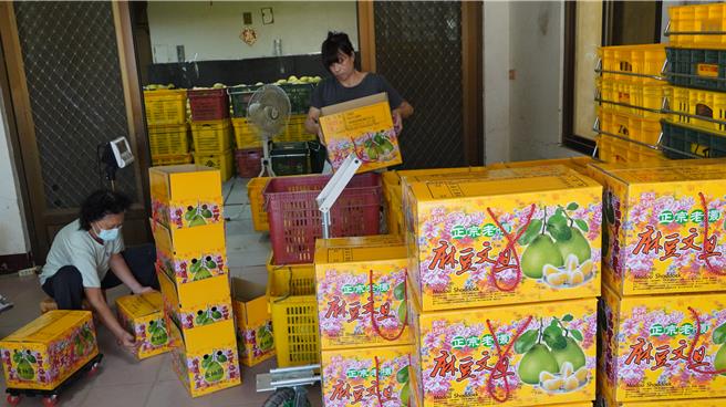 王脩文的文旦目前堆積如山，和家人每天忙著裝箱出貨，分身乏術。（寶智華攝）