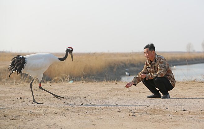 地处渤海湾辽河三角洲的辽寧省盘锦市，近来加强生物多样性保护，盘锦溼地也成为野生动物栖息「天堂」。（新华社）