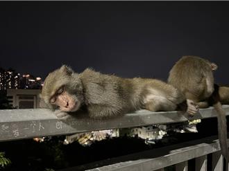 影》寿山猕猴反差萌！栏杆上睡一排 超疗癒画面吸百万点阅