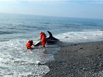 5.3公尺長鯨鯊擱淺南迴岸際亡 成大鯨豚中心解剖找死因