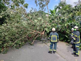 8公尺高路樹突然倒塌　北市景文街146巷交通一度受阻