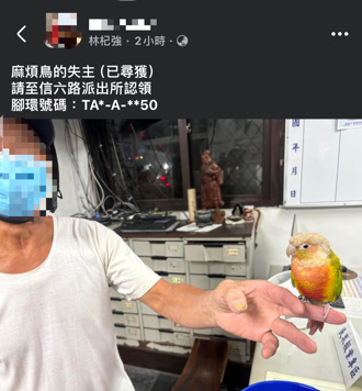 太陽小鸚鵡街頭遊蕩 走失一日終與飼主團圓