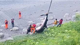 南迴公路5.3米長鯨鯊擱淺亡 吊掛現場太震撼！民眾圍觀搶拍