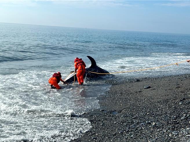 体长约5.3米的鲸鲨搁浅于大竹岸际，明显死亡，海巡人员获报前往现场协助处理。（海保署台东站提供／萧嘉蕙台东传真）