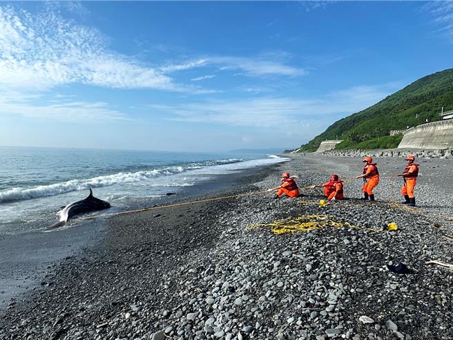 搁浅死亡鲸鲨体型巨大，无法以人力搬运，尚待成大鲸豚研究中心团队及调度的重机具到达现场进行吊挂。（海保署台东站提供／萧嘉蕙台东传真）