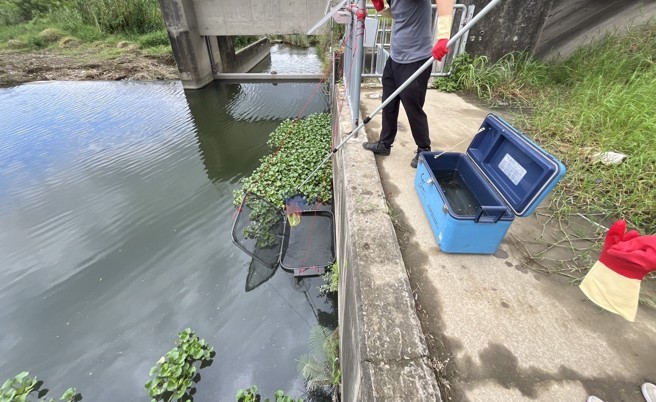 台中市今年搭配運用「哨兵魚」及「水盒子」，除可監測水質變化，還能藉由人工智慧影像AI辨識及連續攝錄影，精確掌握死魚範圍與數量。（台中市府提供）