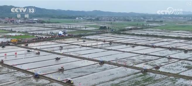 陆早稻产量连续4年逾560亿斤为全年粮食丰收奠基。（大陆央视）