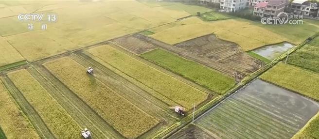 陆早稻产量连续4年逾560亿斤为全年粮食丰收奠基。（大陆央视）