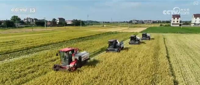 陆早稻产量连续4年逾560亿斤为全年粮食丰收奠基。（大陆央视）