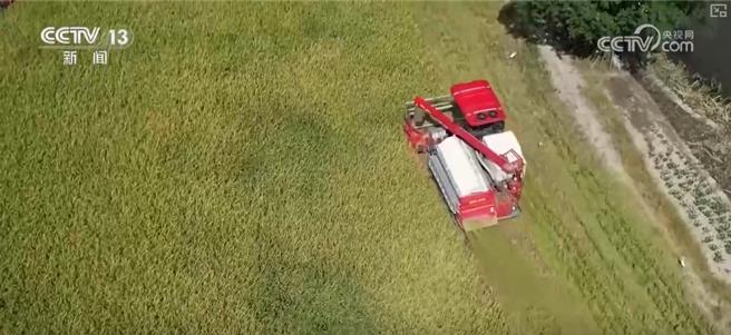 陆早稻产量连续4年逾560亿斤为全年粮食丰收奠基。（大陆央视）