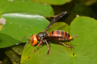 影／虎頭蜂天敵曝光竟是「牠」毒針也沒用 眼睜睜看同伴被吃光