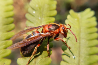 遇虎頭蜂穿深色、淺色衣服差多大？昆蟲專家親身嘗試 畫面超駭人