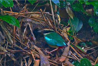 林內湖本八色鳥數量攀升 台灣獼猴入侵卻成隱憂