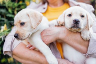 保護動物還是加劇棄養？韓國擬徵「養寵稅」爆爭議