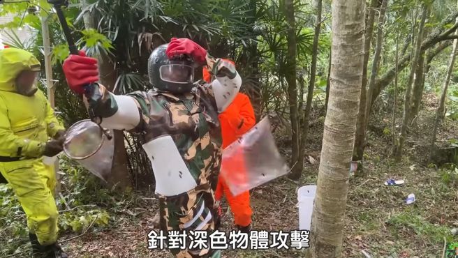 虎头蜂对顏色极其敏感，深色的东西最快被锁定，因此人们遇到虎头蜂逃跑之余，也记得要盖住头髮。(图／昆虫扰西吴沁婕Dee the bugbuff)