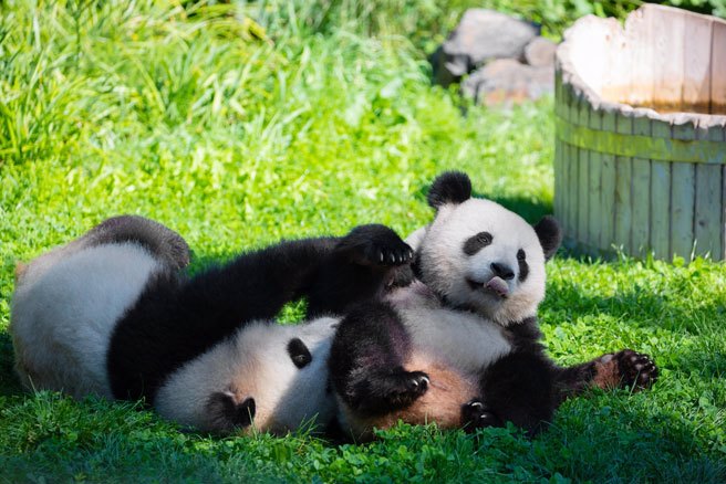 港府呼吁各界把握商机，发展「熊猫经济」。 （示意图:shutterstock/达志）