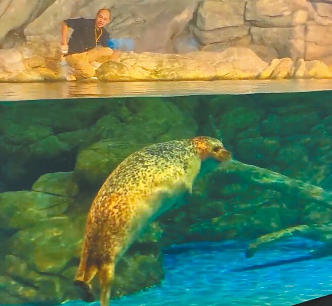 近日屏东海生馆的海豹进入「换毛期」，解说员也在每天进行2场海豹解说，让游客更深度认识海豹生态习性。（谢佳潾摄）