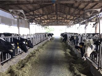 彰化將淘汰1300多頭低產乳牛衝擊鮮乳供應？縣府回應了